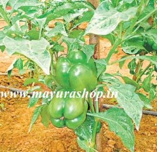 குடைமிளகாய் நாற்று