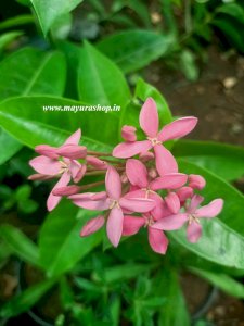 இட்லி பூ  - வெட்சி பூ (Ixora)  Light Pink