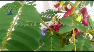  சிகப்பு அகத்தி 5 Grm Pocket-விதை