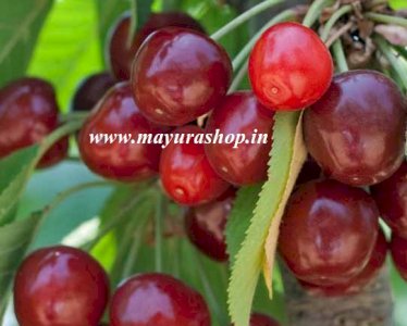 Manila Tennis Ball Cherry Plant