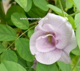 அடுக்கு சங்கு பூ  Pink Color