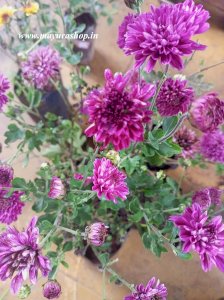 சாமந்திப்பூ செடி -purple color
