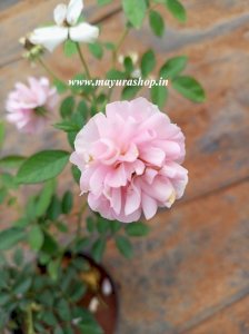 Light Pink Creeper Rose