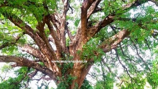 கரும் கருங்காலி