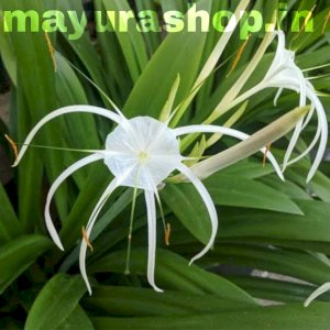 Crinum lily