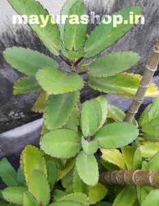 ரணகள்ளி 