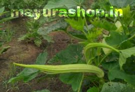 யானை தந்த வெண்டை-விதை