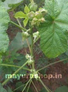 காபி வெண்டை-விதை