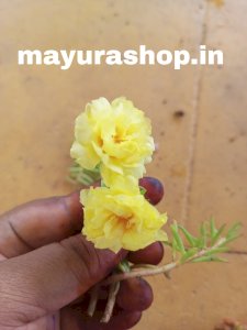 Table Rose - Code-T2