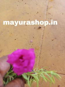 Table Rose - Code-T4