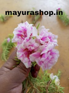 Table Rose - Code-T6