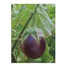 பவானி கத்திரி-விதை