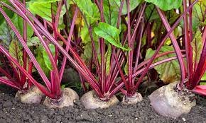 பீட்ரூட்-விதை