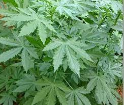 பச்சை புளிச்ச கீரை-விதை