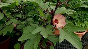  சிவப்பு புளிச்ச கீரை-விதை