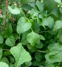 அரைக்கீரை-விதை