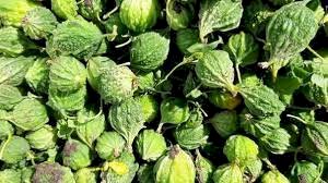 மிதி பாகற்காய்-விதை