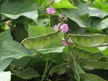 யானைக்காது அவரை-விதை