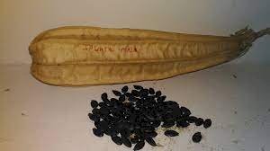 பீர்க்கன்-விதை