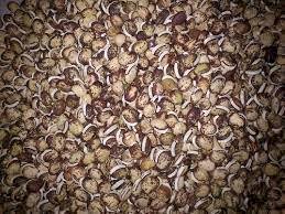 வரி மொச்சை-விதை