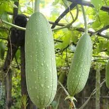 மெழுகு பீர்க்கன்-விதை