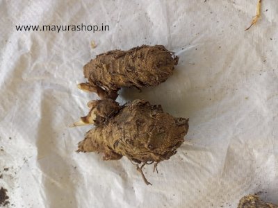  கருமஞ்சள் கிழங்கு