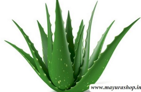 சோற்று கற்றாழை