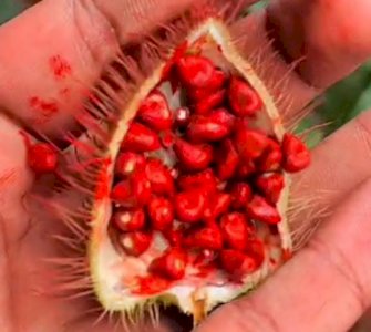  செந்தூரம்  விதைகள் Sindoor tree seeds  ( 10 Nos.)  